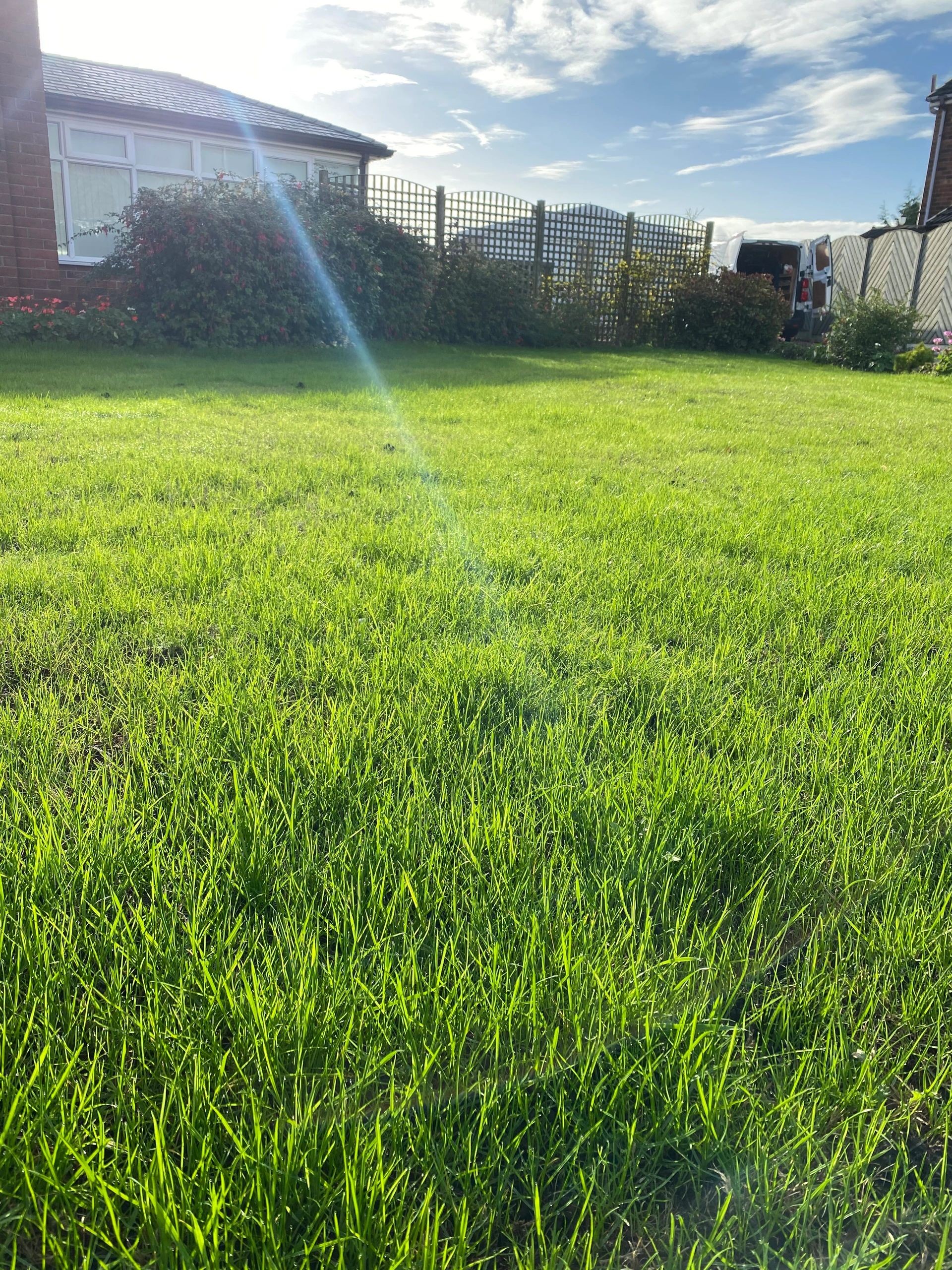 Yard Debris in Belmont